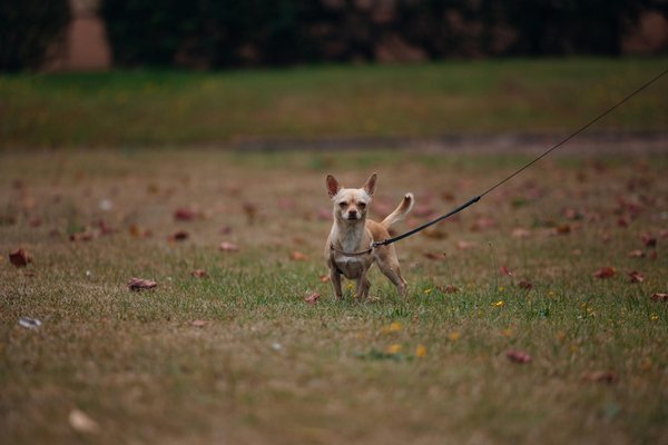 What innovations are UK automakers implementing to enhance vehicle safety?